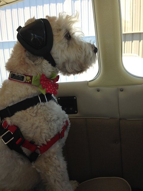 Dog Earmuffs For Hearing Protection Of Thunder Fireworks